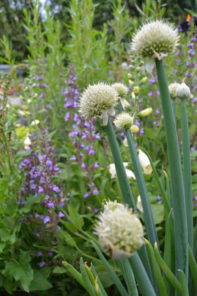 Piplök Allium Fistulosum