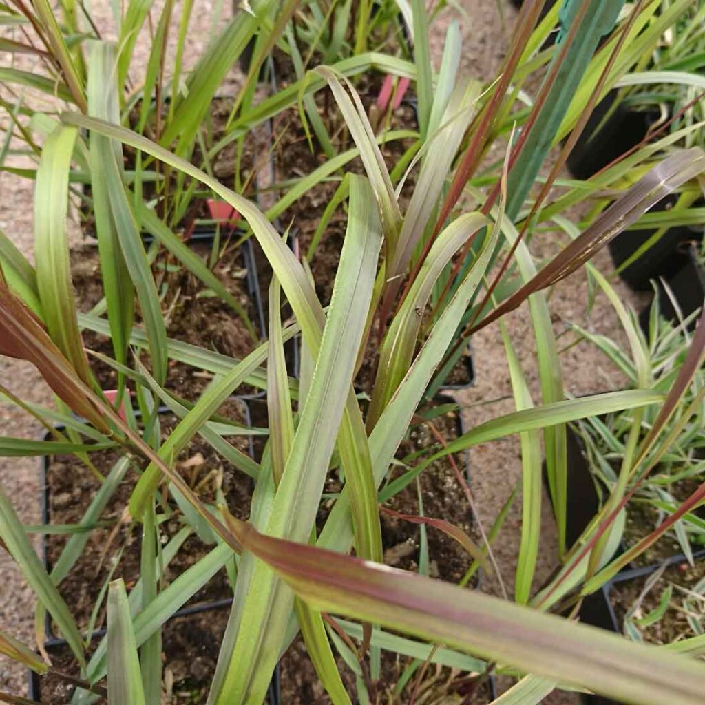 Diamanttuvrör Calamagrostis brachytricha ‘Ulf‘