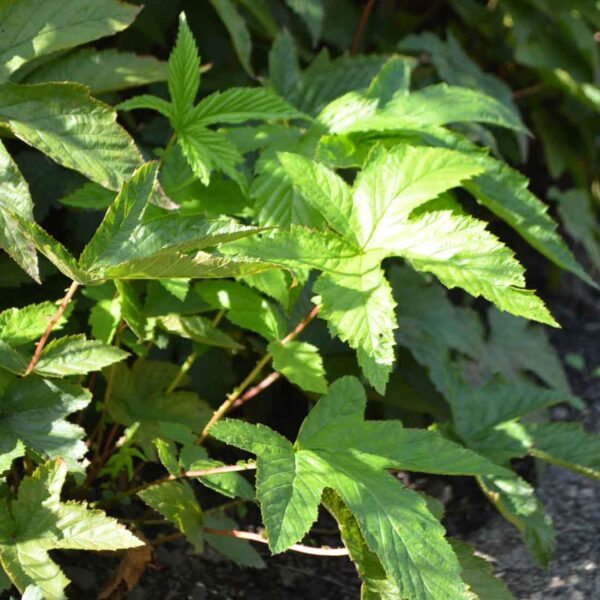 Japanskt älggräs Filipendula purpurea ‘Splendens’