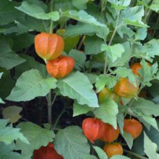 Japanskt lykta Physalis alkekengi var. franchetii