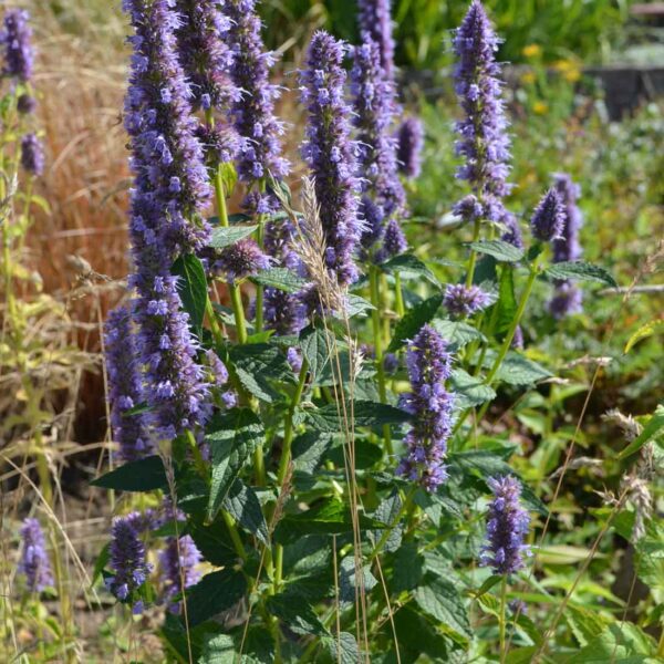 Anisisop Agastache ‘Blue Fortune’