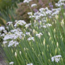 Kinesisk gräslök Allium tuberosum