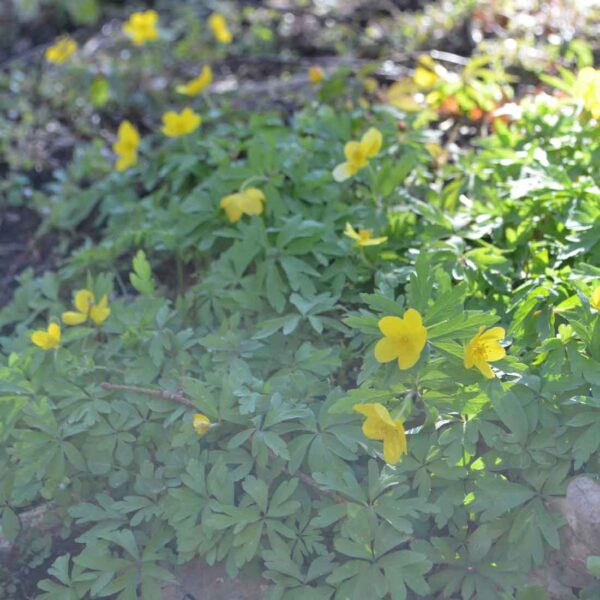 Gulsippa Anemone ranunculoides