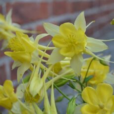 Guldakleja Aquilegia chrysantha ‘Yellow Queen’