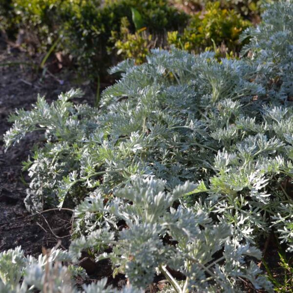 Malört Artemisia absinthium