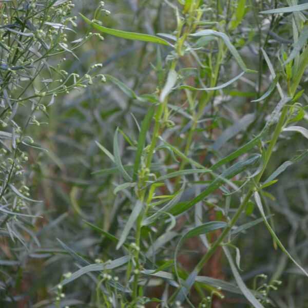 Fransk dragon Artemisia dracunculus