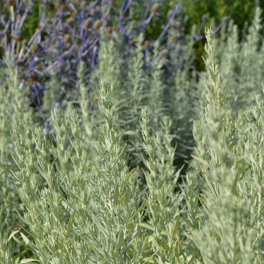Vitmalört Artemisia ludoviciana ‘Silver Queen’
