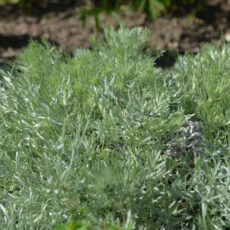 Japansk malört / Krypmalört Artemisia schmidtiana ‘Nana’