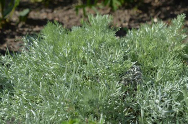 Japansk malört / Krypmalört Artemisia schmidtiana ‘Nana’