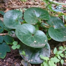 Hasselört Asarum europaeum