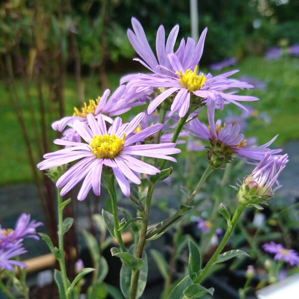 Brittsommaraster Aster amellus ‘Axel Tallner’