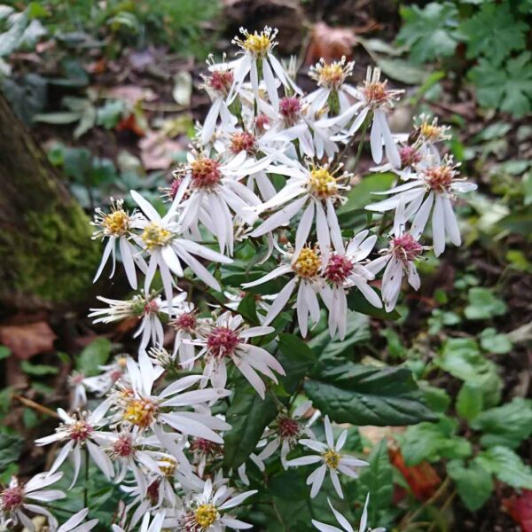 Vit skogsaster Aster divaricatus