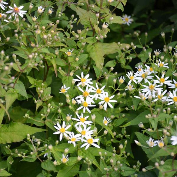 Vit skogsaster Aster divaricatus