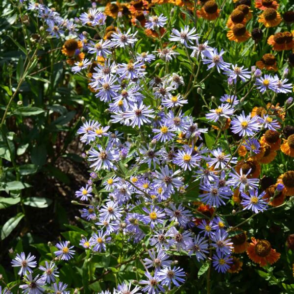 Storbladig aster Aster macrophyllus ’Twilight’