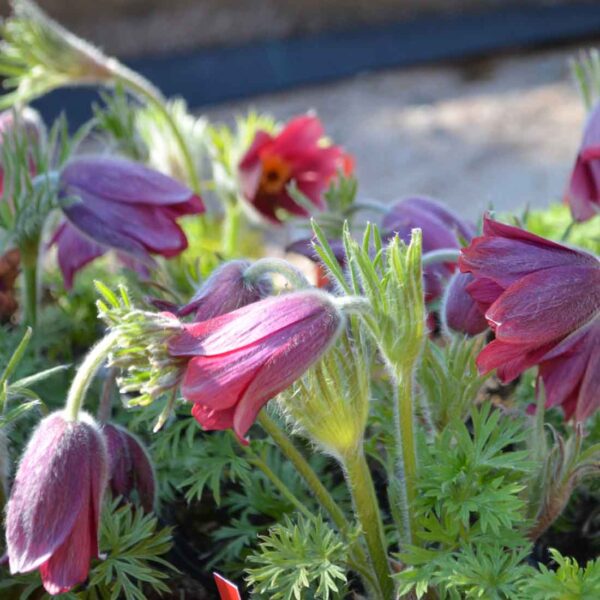 Backsippa Pulsatilla vulgaris ‘Röde Klokke’