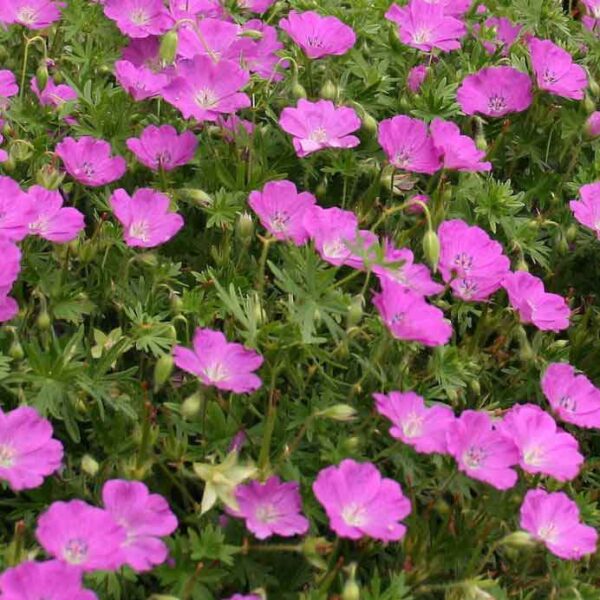 Blodnäva Geranium sanguineum ‘Max Frei’