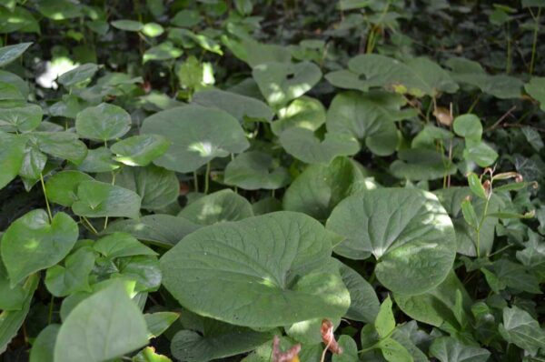 Kaukasisk förgätmigej Brunnera macrophylla