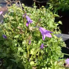 Murklocka Campanula portenschlagiana