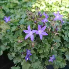 Stjärnklocka Campanula poscharskyana ’Stella’