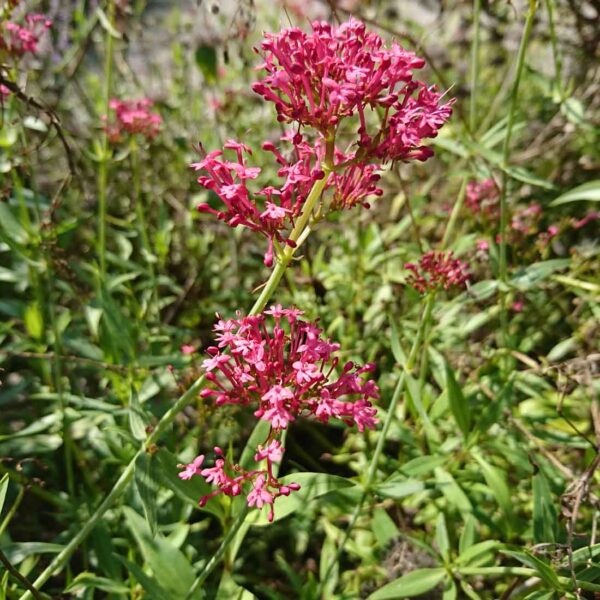 Pipört Centranthus ruber ’Coccineus’