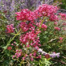 Pipört Centranthus ruber ’Coccineus’