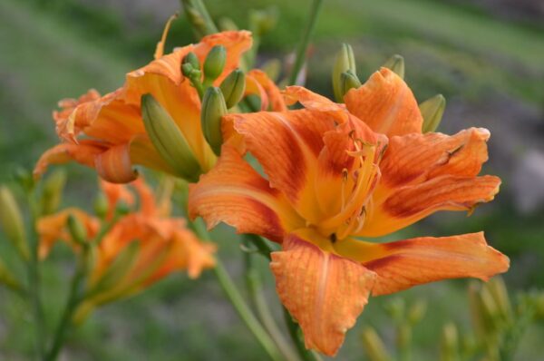 Daglilja Hemerocallis fulva ’Frösvidal’