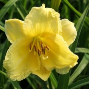 Daglilja Hemerocallis ‘Happy Returns’