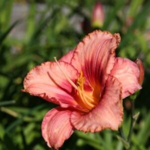 Daglilja Hemerocallis ‘Strawberry Candy’