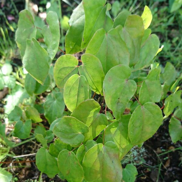 Japansk sockblomma Epimedium grandiflorum ’Lilafee’