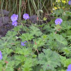 Trädgårdsnäva Geranium ‘Rozanne’ (Gerwat)