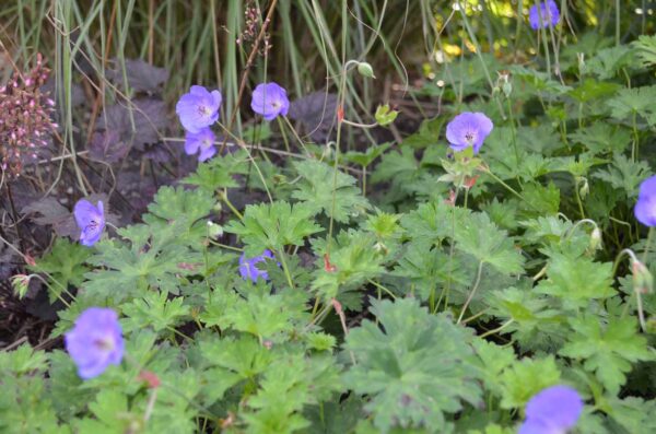 Trädgårdsnäva Geranium ‘Rozanne’ (Gerwat)