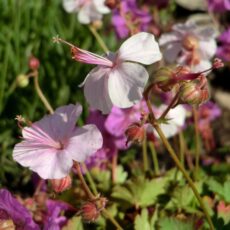 Biokovonäva Geranium cantabrigiense ‘Biokovo’