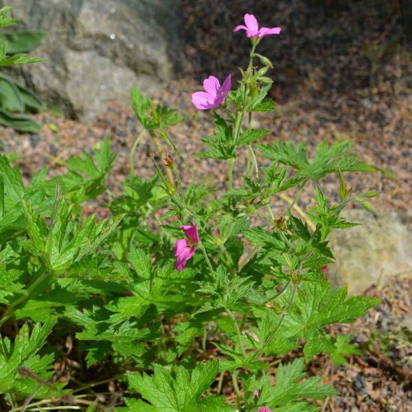 Spansknäva Geranium endressii