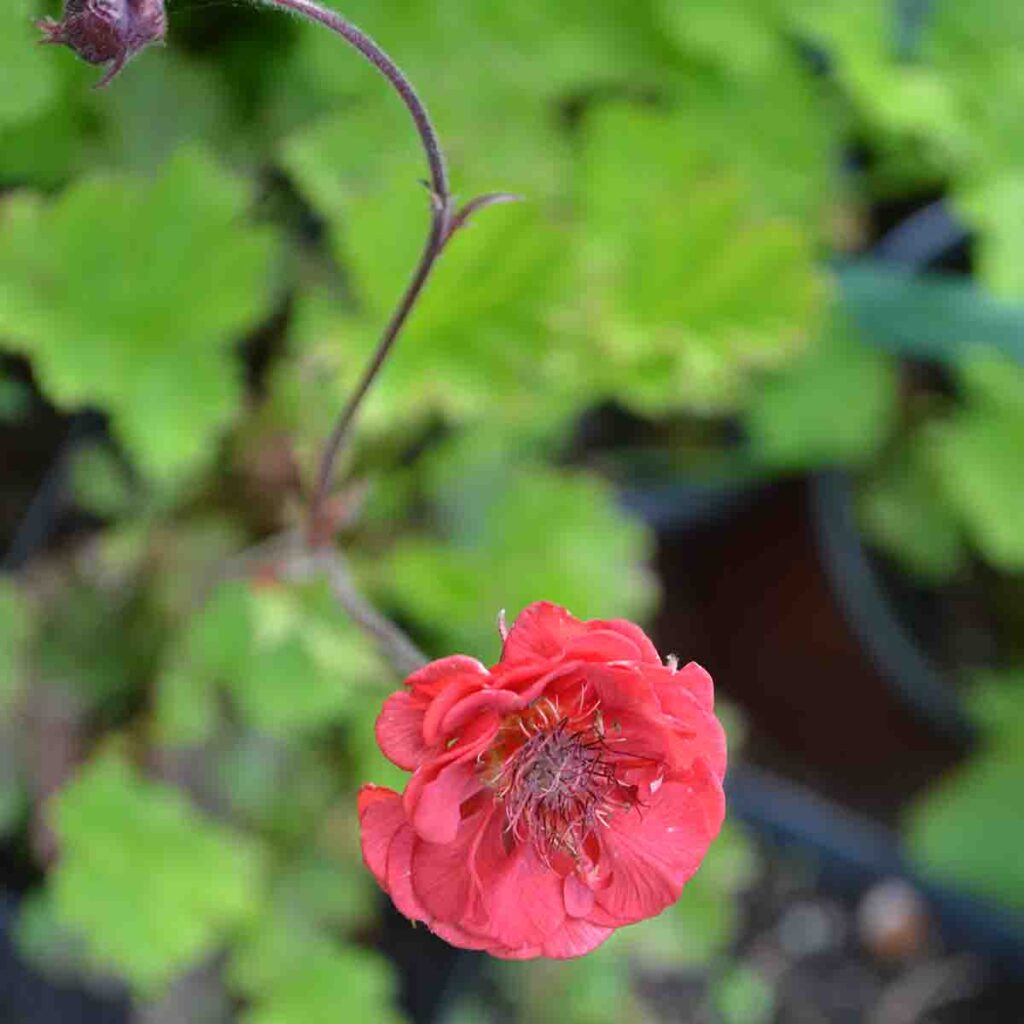 Nejlikrot ‘Flames of Passion’ Perennfolket