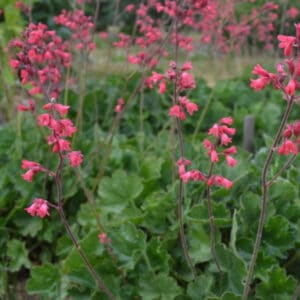 Blodalunrot Heuchera sanguineua ’Smedsberget’