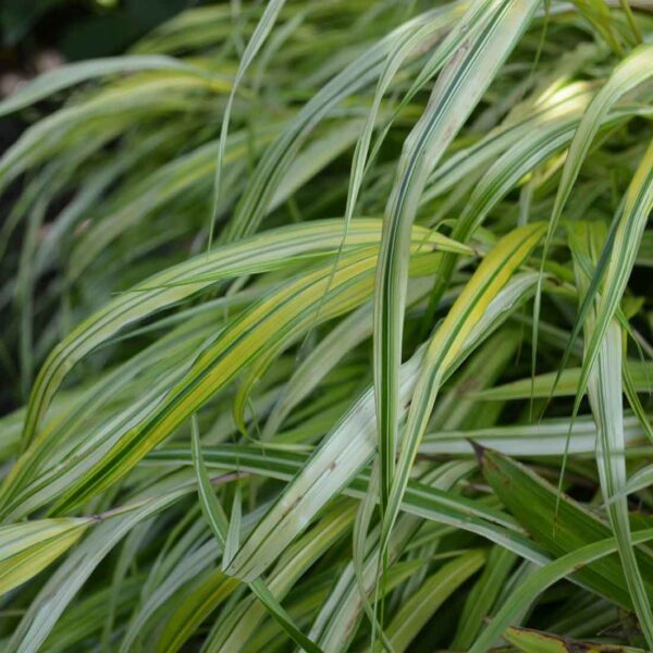 Hakonegräs Hakonechloa macra ‘Aureola‘