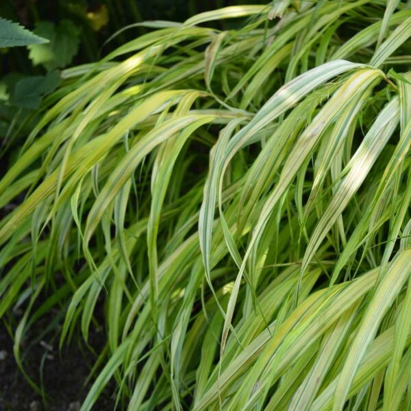 Hakonegräs Hakonechloa macra ‘Aureola‘