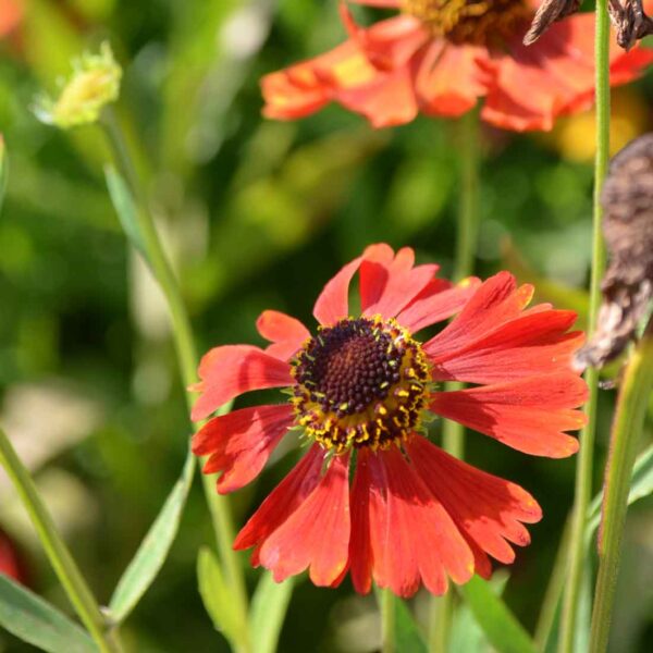 Trädgårdssolbrud Helenium ‘Moerheim Beauty’