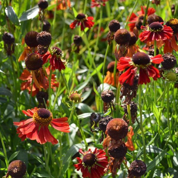 Trädgårdssolbrud Helenium ‘Moerheim Beauty’