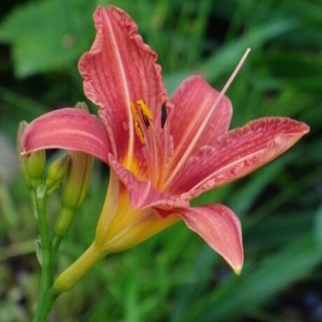 Daglilja Hemerocallis ‘Sammy Russell’