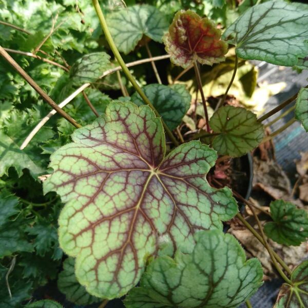 Alunrot Heuchera ’Green Spice’