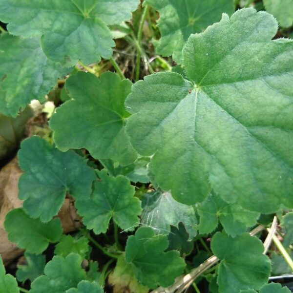 Blodalunrot Heuchera sanguineua ’Lichtkäfer’