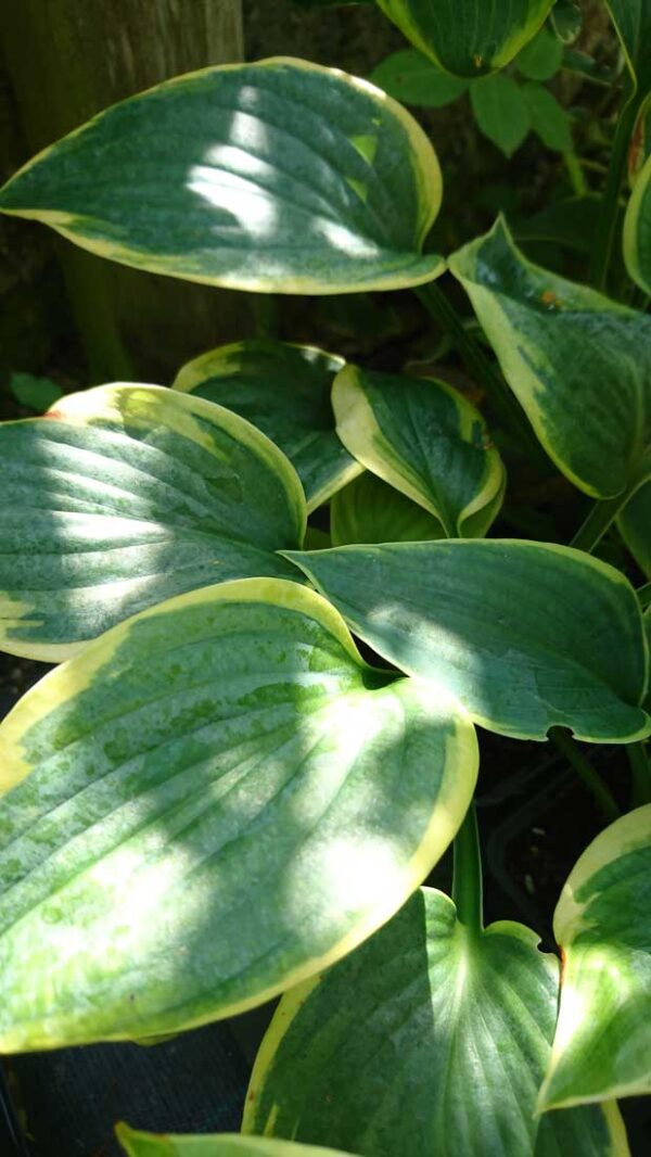 Daggfunkia Hosta sieboldiana ‘Frances Williams’