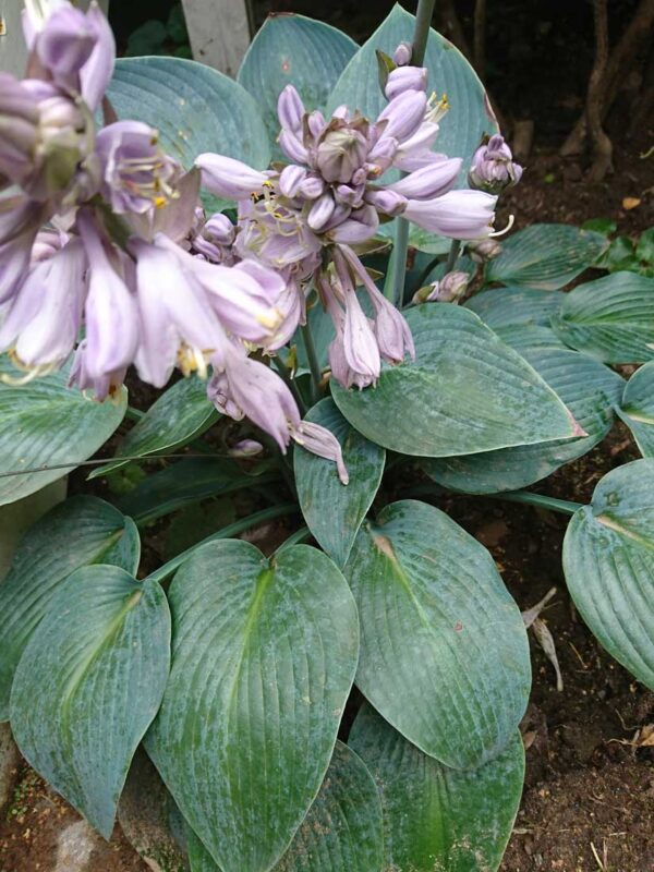 Blåfunkia Hosta tardiana ‘Halcyon’ (H.tardiflora x H. sieb. Elegans)