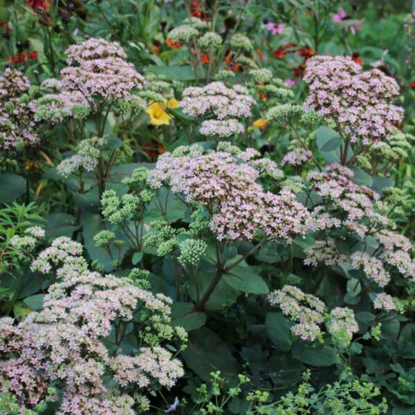 Rödbladig kärleksört Hylotelephium ‘Matrona’ (Sedum)