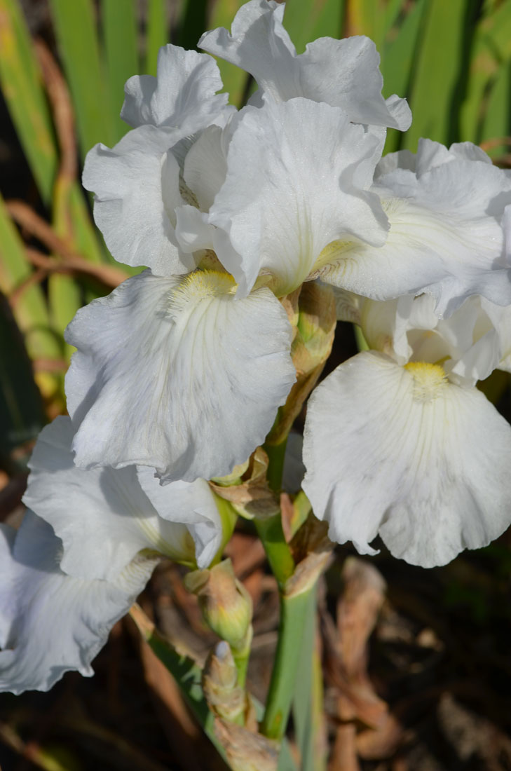 Trädgårdsiris Iris germanica ’Immortality’