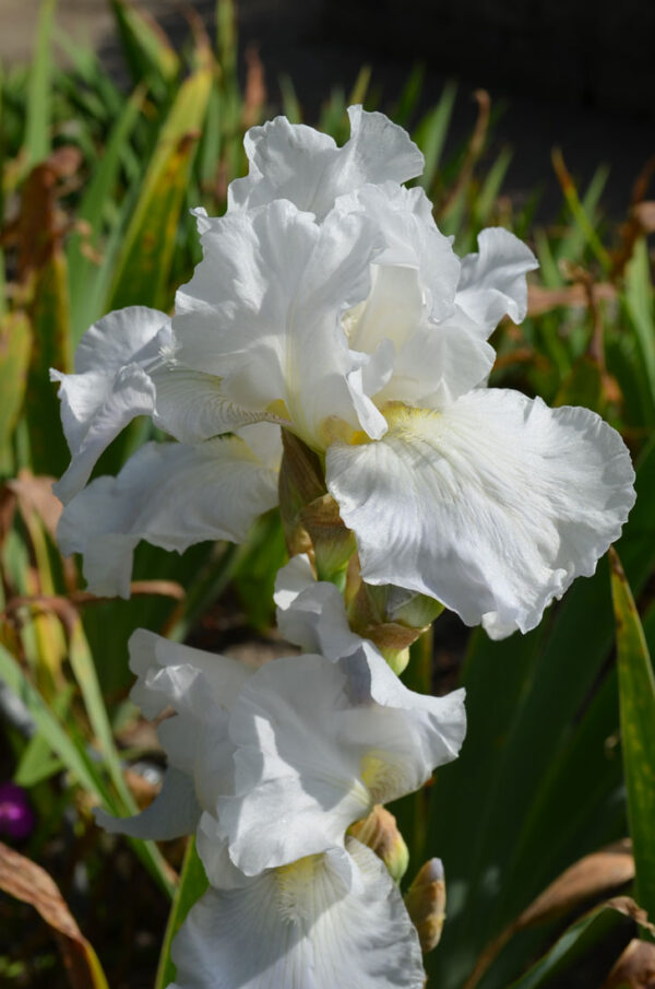 Trädgårdsiris Iris germanica ’Immortality’