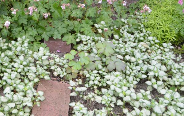 Rosenplister Lamium maculatum ‘White Nancy’