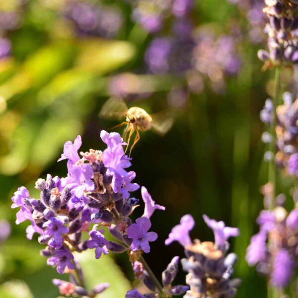 Lavendel Lavandula angustifolia ‘Munstead’