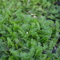 Bronskotula Leptinella pusilla (Cotula potentillina)